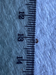 Cyphomyrmex wheeleri