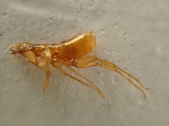 Ischnopsyllidae