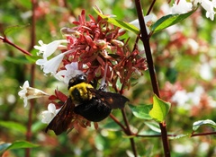 Xylocopa appendiculata circumvolans