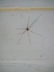 Dicranopalpus ramosus