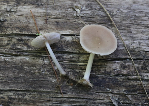 Pluteus semibulbosus image