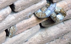 Trimorphodon paucimaculatus