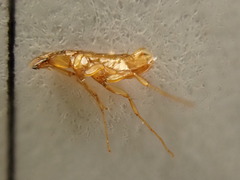 Ischnopsyllidae