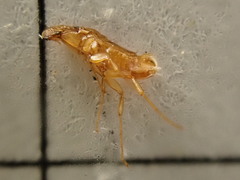 Ischnopsyllidae
