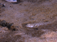 Favonigobius lateralis
