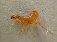 Ischnopsyllidae