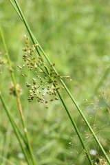 Juncus effusus