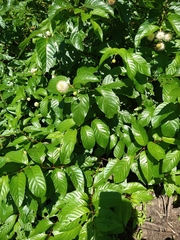 Cephalanthus occidentalis