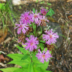 Vernonia glauca