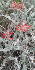 Astragalus helleri