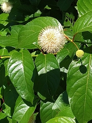 Cephalanthus occidentalis