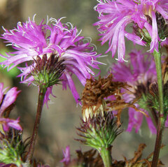 Vernonia glauca