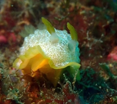 Doriopsilla areolata