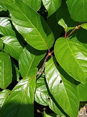 Cephalanthus occidentalis