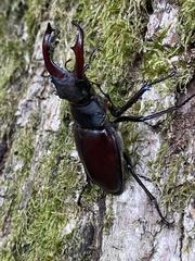 Lucanus cervus