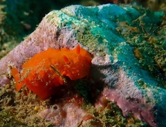 Doriopsilla pelseneeri