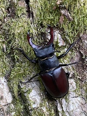 Lucanus cervus