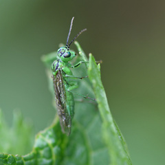 Tenthredo olivacea