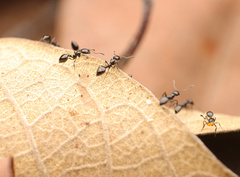 Monomorium ebeninum