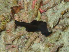 Tytthosoceros nocturnus