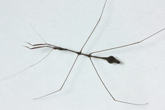 Ghilianella globulata