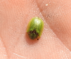 Cassida denticollis