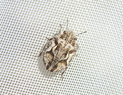 Phimodera humeralis