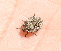 Phimodera humeralis