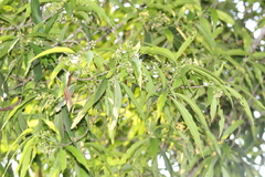 Ocotea tampicensis