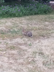 Oryctolagus cuniculus