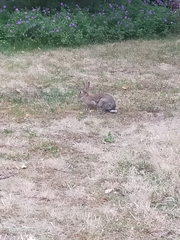 Oryctolagus cuniculus