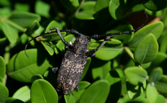 Lamiomimus gottschei