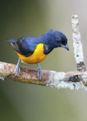 Euphonia rufiventris