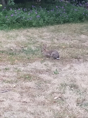 Oryctolagus cuniculus