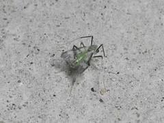 Stenochironomus hilaris