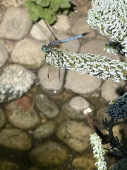 Pachydiplax longipennis