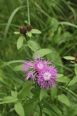 Centaurea phrygia