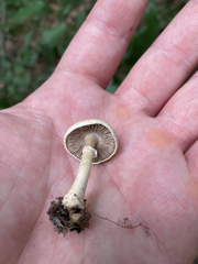 Agaricus diminutivus