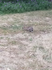 Oryctolagus cuniculus