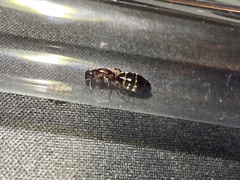 Camponotus hyatti
