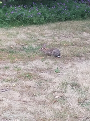 Oryctolagus cuniculus