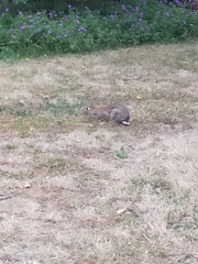 Oryctolagus cuniculus