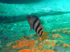 Hypoplectrodes nigroruber