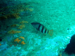 Hypoplectrodes nigroruber