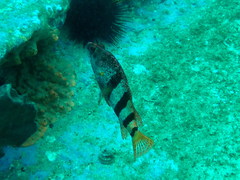 Hypoplectrodes nigroruber