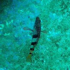 Hypoplectrodes nigroruber