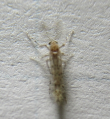 Chaoborus punctipennis