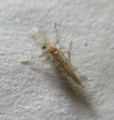 Chaoborus punctipennis