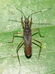 Neomyocoris arnaudi