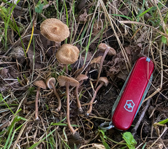 Inocybe subfulva